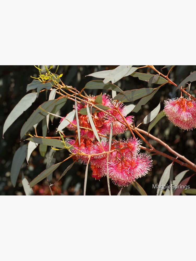 Thumbnail 3 of 3, Sticker, Pink Flowering Gum by Adelaide Artist Avril Thomas at Magpie Springs designed and sold by MagpieSprings.