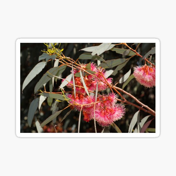Item preview, Pink Flowering Gum by Adelaide Artist Avril Thomas at Magpie Springs designed and sold by MagpieSprings.