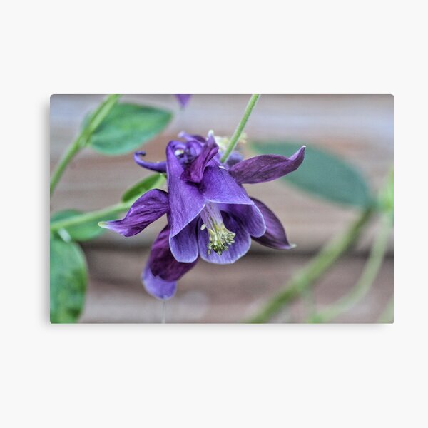 Blue flower Metal Print