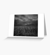 Italian corn field Greeting Card