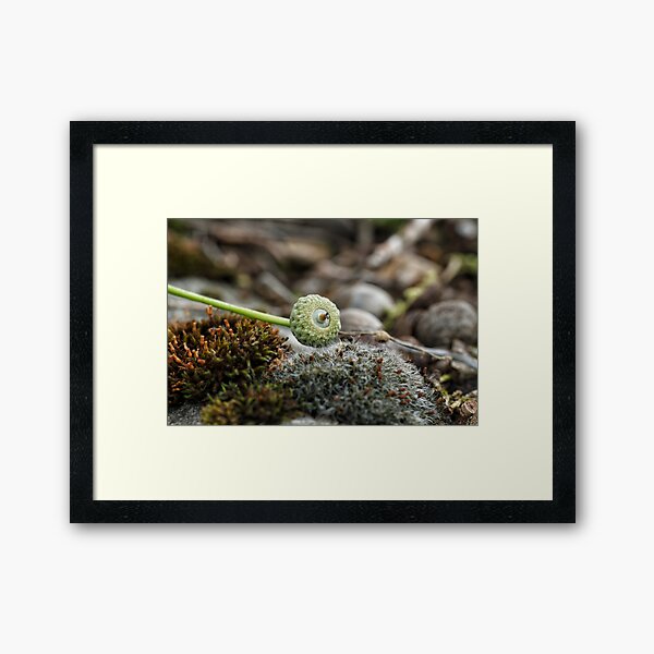 Acorn Framed Art Print