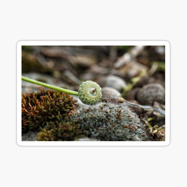 Acorn Sticker