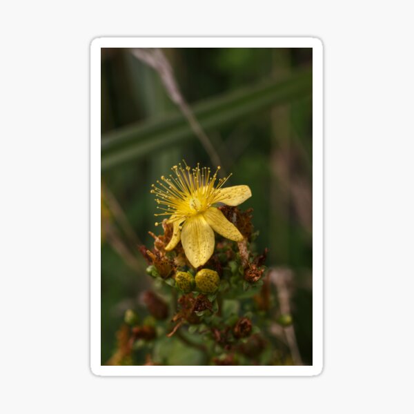 Yellow flower Sticker