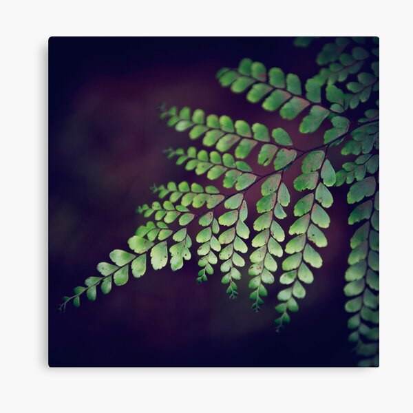 Bunya Fern Canvas Print