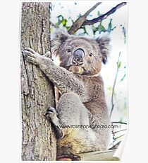 Koala Poster
