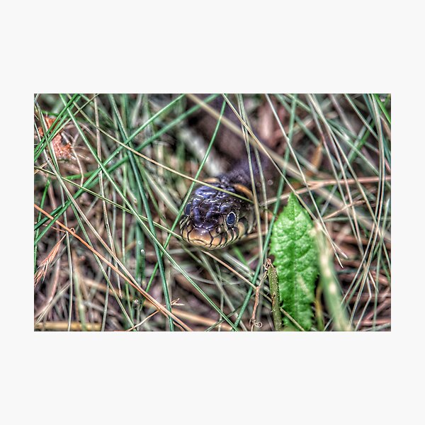 Grass snake Photographic Print