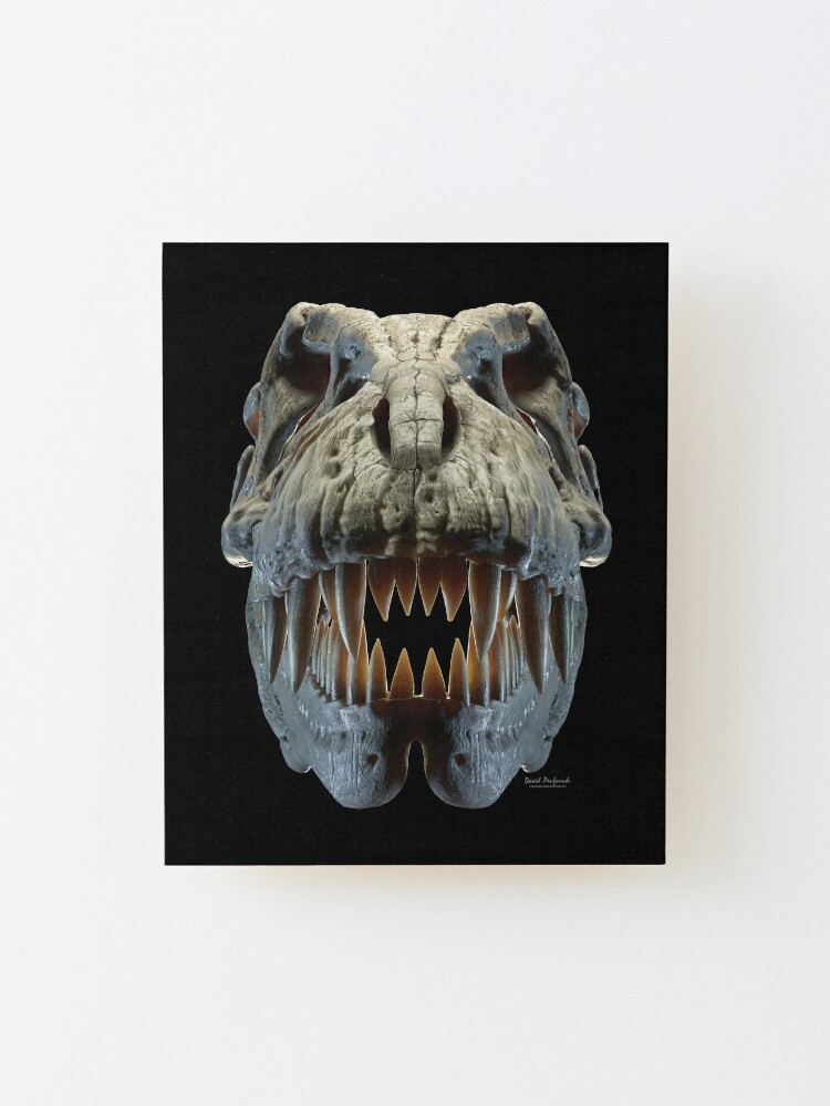 T-Rex Skull | Mounted Print