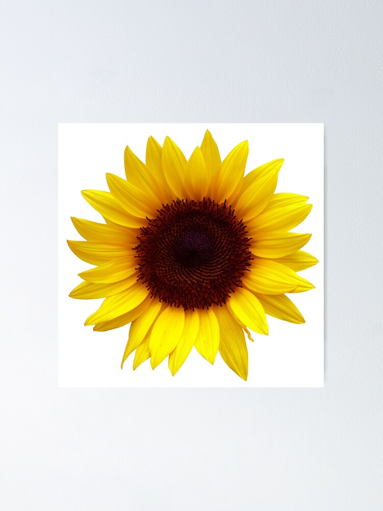 Póster «Girasol grande» de audio-sync | Redbubble