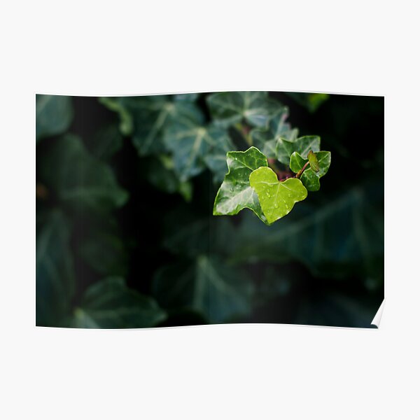 Find love in Nature Poster