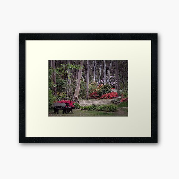 Rhododendron gardens, Blackheath Framed Art Print