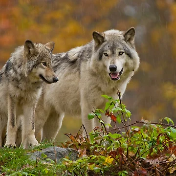 Artwork thumbnail, Timber Wolves by WolvesOnly