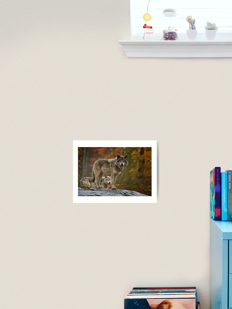 Thumbnail 2 of 3, Art Print, Timber Wolves designed and sold by WolvesOnly.