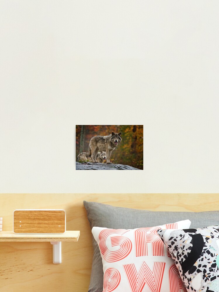 Thumbnail 2 of 3, Photographic Print, Timber Wolves designed and sold by WolvesOnly.