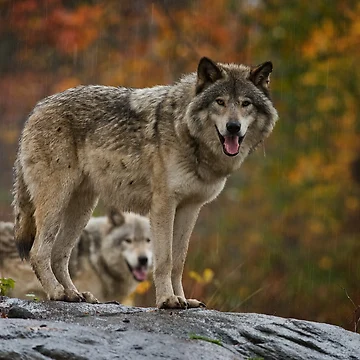Artwork thumbnail, Timber Wolves by WolvesOnly