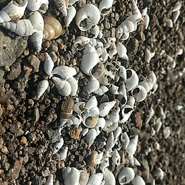 Artwork thumbnail, Shells by Talwaran