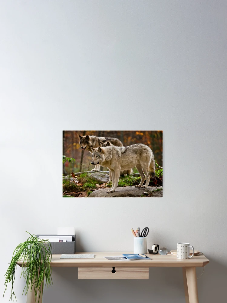 Thumbnail 2 of 3, Poster, Timber Wolves designed and sold by WolvesOnly.