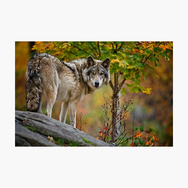 Aperçu de l'œuvre Timber Wolf créée et vendue par WolvesOnly.