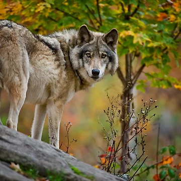 Imagen de la obra Timber Wolf de WolvesOnly