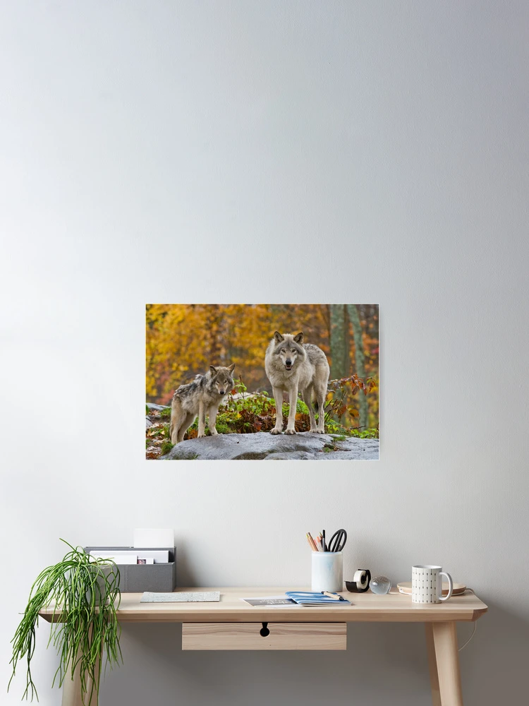 Thumbnail 2 of 3, Poster, Timber Wolves designed and sold by WolvesOnly.
