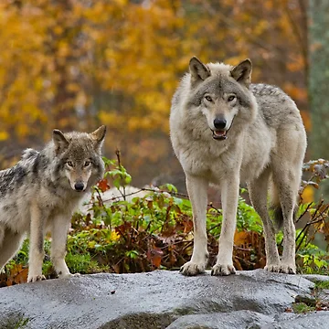 Artwork thumbnail, Timber Wolves by WolvesOnly