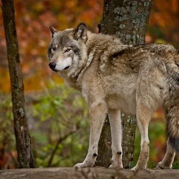 Artwork thumbnail, Timber Wolf by WolvesOnly
