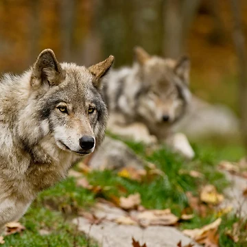 Artwork thumbnail, Timber Wolves by WolvesOnly