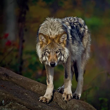 Artwork thumbnail, Timber Wolf by WolvesOnly
