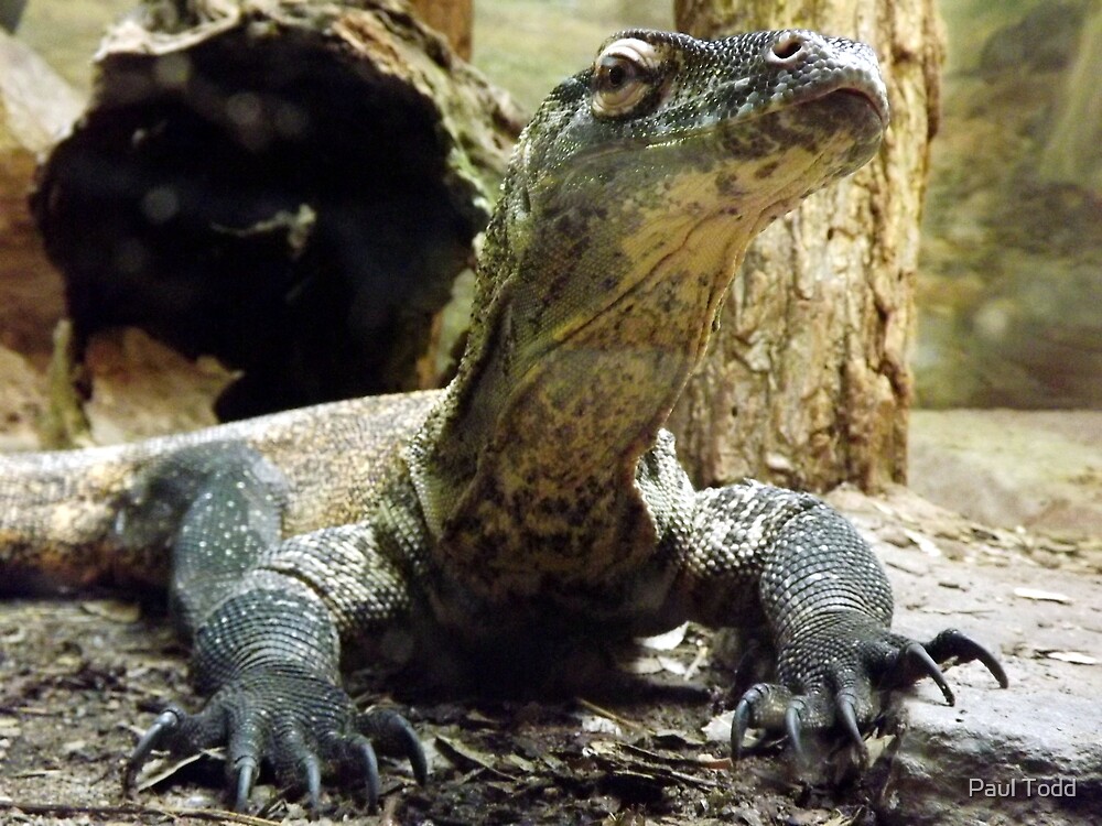 "Baby Komodo Dragon" by Paul Todd | Redbubble