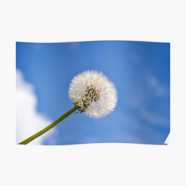 Dandelion and the Sky Poster