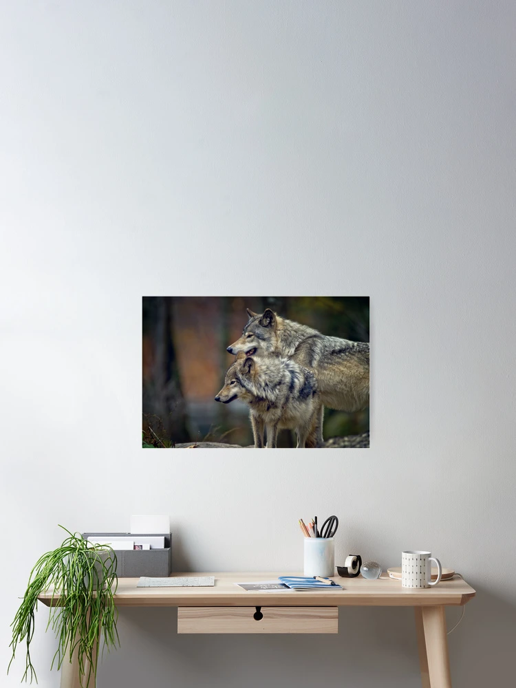 Thumbnail 2 of 3, Poster, Timber Wolves designed and sold by WolvesOnly.