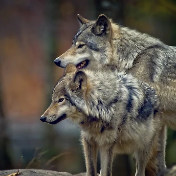 Artwork thumbnail, Timber Wolves by WolvesOnly