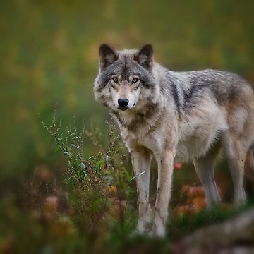 Artwork thumbnail, Timber Wolf by WolvesOnly