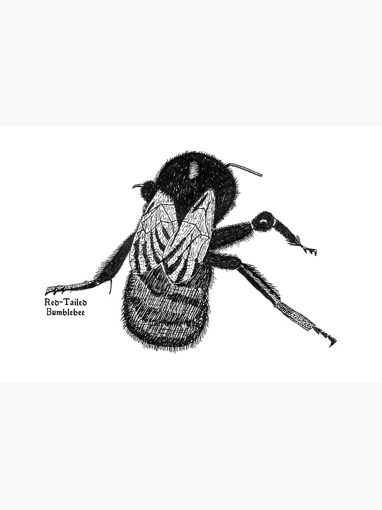 Red-Tailed Bumblebee by hoxtonboy