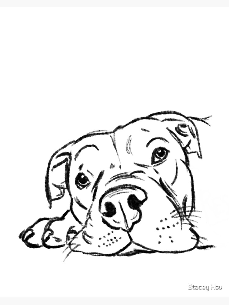 Pitbull Drawing - How To Draw A Pitbull Step By Step