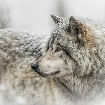 Artwork thumbnail, Timber Wolf by WolvesOnly