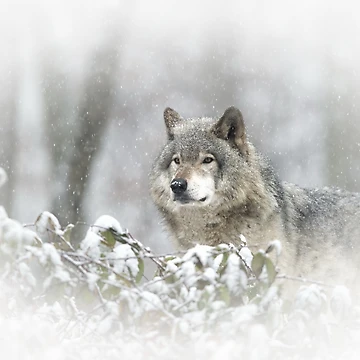 Imagen de la obra Timber Wolf de WolvesOnly