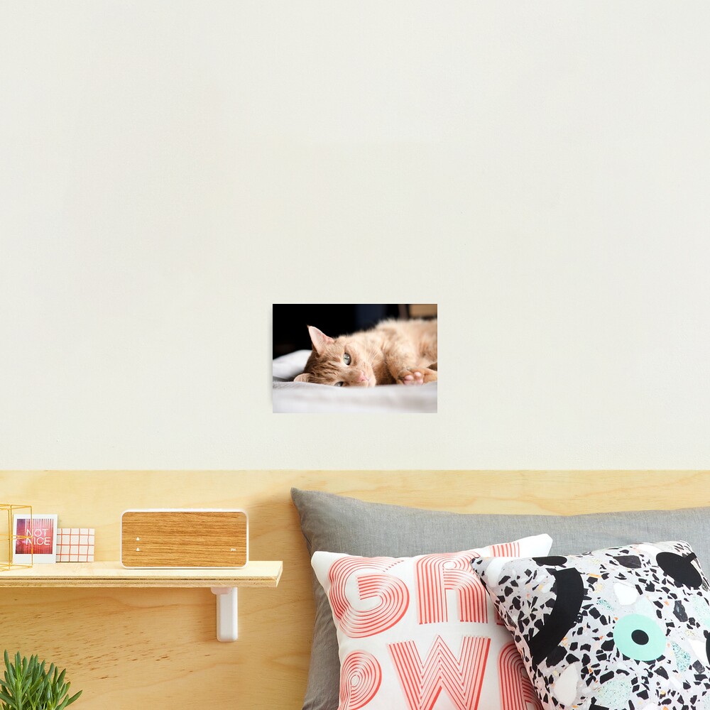 Repose Photographic Print