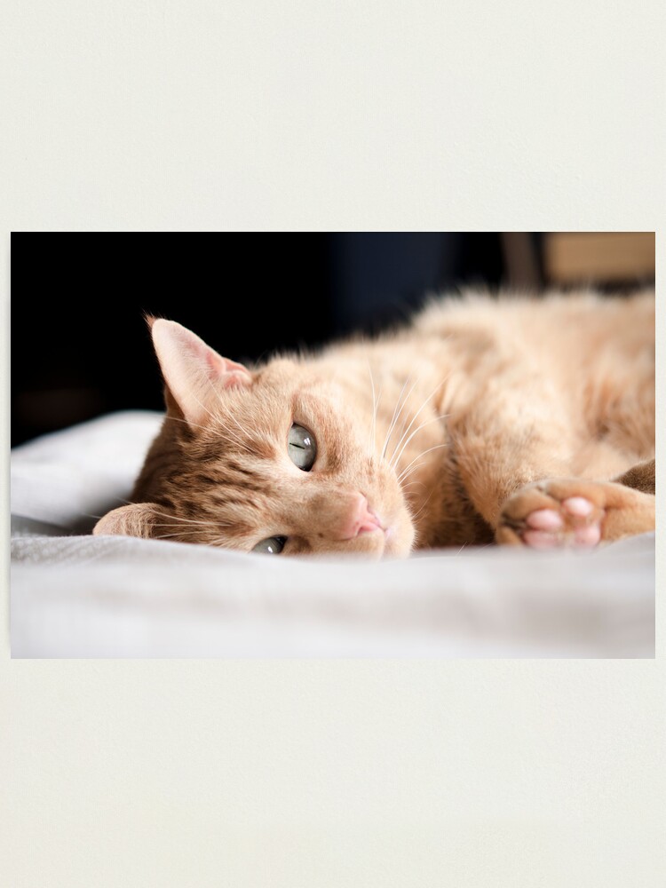 Alternate view of Repose Photographic Print