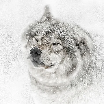 Artwork thumbnail, Timber Wolf by WolvesOnly