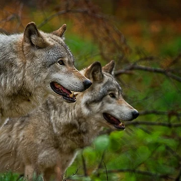 Artwork thumbnail, Timber Wolves by WolvesOnly