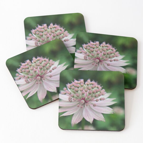 Item preview, My favorite flower designed and sold by Sydneykonny.
