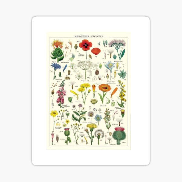 Item preview, Wildflower Specimens  designed and sold by HydrangeaHollow.