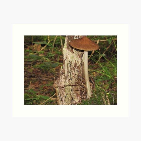 Aperçu de l'œuvre Champignon rouge créée et vendue par WildandDivine.