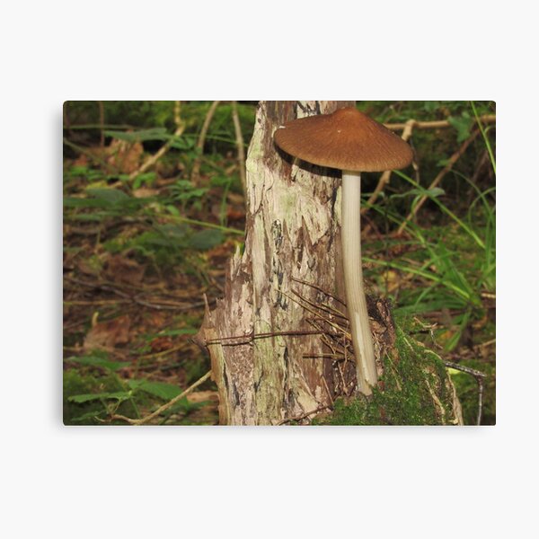 Aperçu de l'œuvre Champignon rouge créée et vendue par WildandDivine.