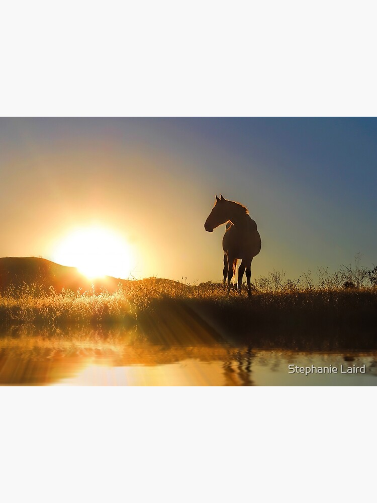 cheval au lever du soleil