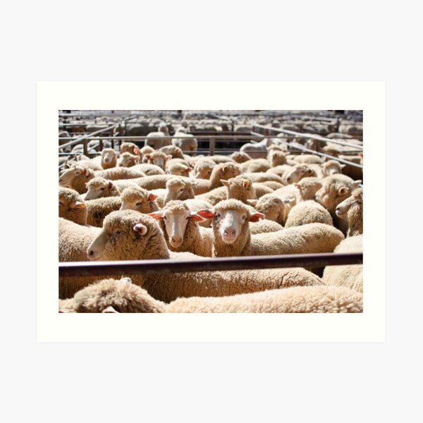 Sheep Sale Art Print