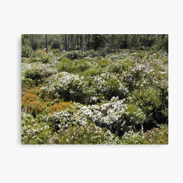 Item preview, Boronia Mount Field NP - Peter designed and sold by PeterJF.