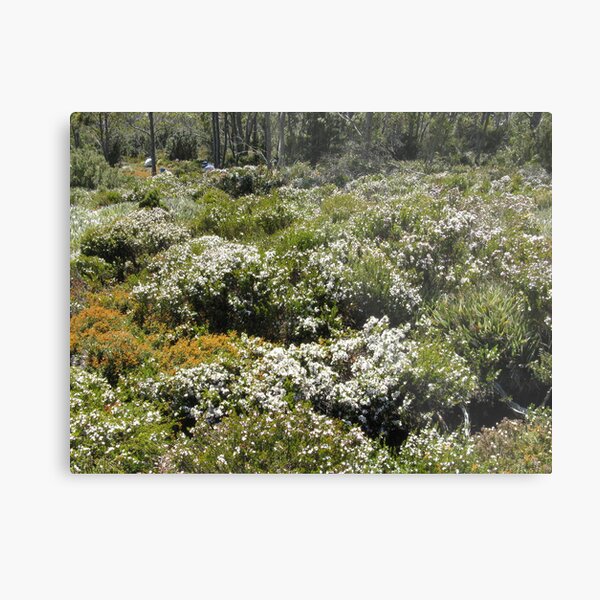 Item preview, Boronia Mount Field NP - Peter designed and sold by PeterJF.