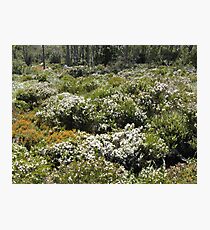 Boronia Mount Field NP - Peter Photographic Print