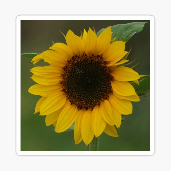 Girasol Sticker